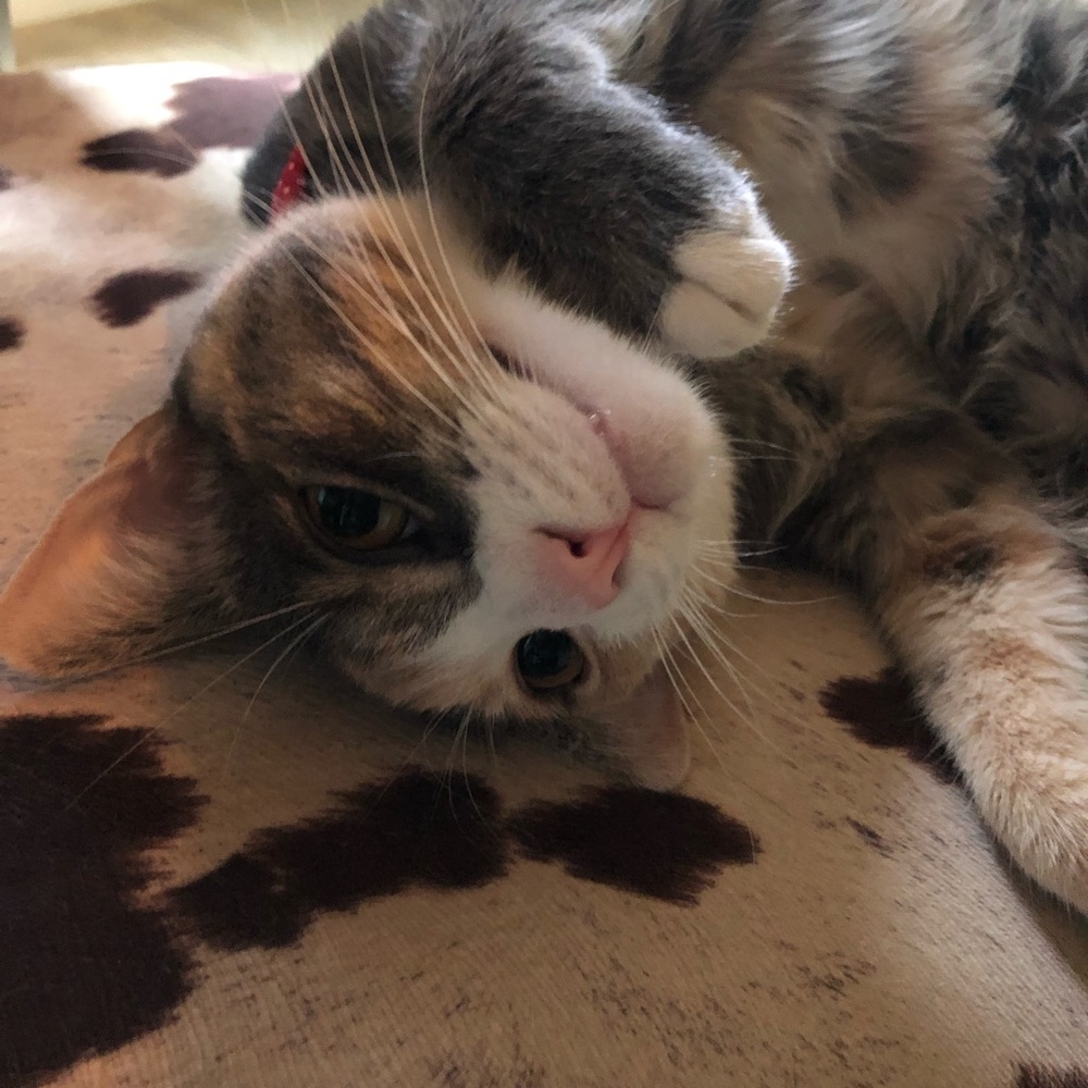 Meet your Posher, Sadie